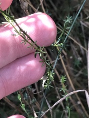 Asperula conferta