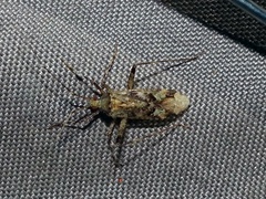 Phytocoris tiliae