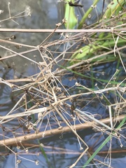 Alisma plantago-aquatica