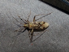Phytocoris tiliae