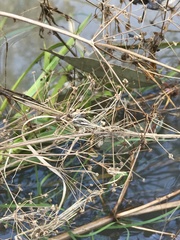Alisma plantago-aquatica