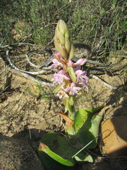 Satyrium erectum