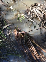 Alisma plantago-aquatica