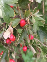 Crataegus