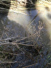 Alisma plantago-aquatica