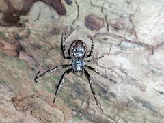 Nuctenea umbratica