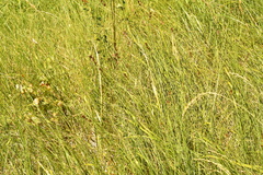 Carex echinata