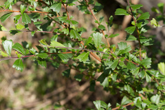 Dodonaea triangularis
