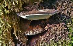 Ganoderma applanatum