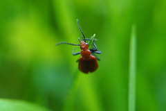 Pyrochroa serraticornis