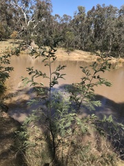 Acacia dealbata dealbata