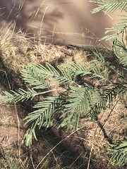 Acacia dealbata dealbata