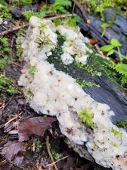 Didymium mucilago