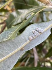 Dasineura banksiae