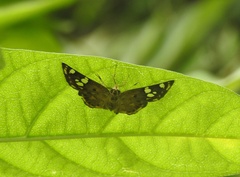 Coladenia indrani