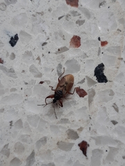 Gastrodes abietum