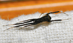 Episinus truncatus