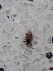 Gastrodes abietum
