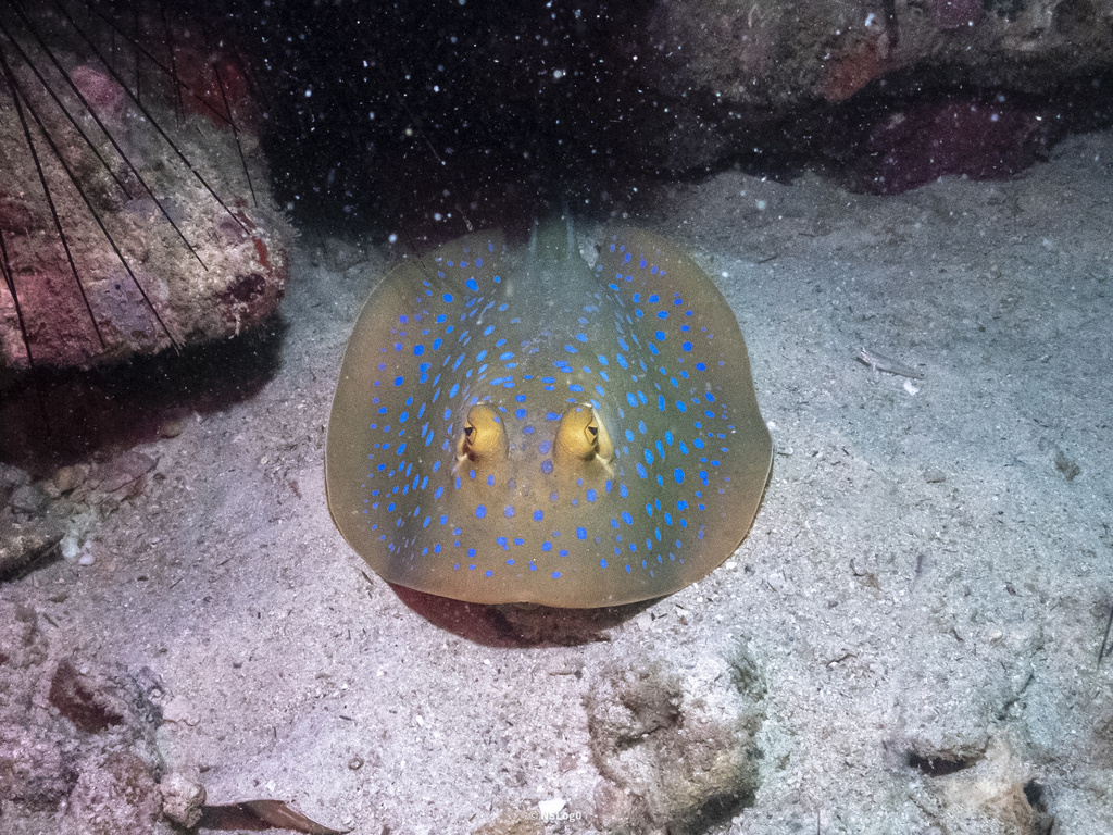 Reef stingray