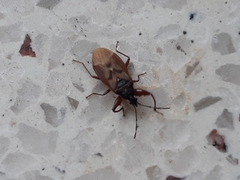 Gastrodes abietum