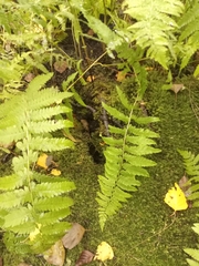 Thelypteris palustris