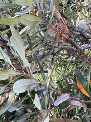 Dasineura banksiae