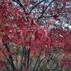 Acer ginnala