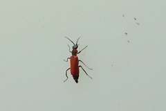 Anthocomus rufus