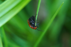 Pyrochroa serraticornis