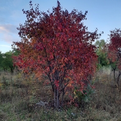Acer ginnala