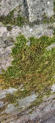 Homalothecium sericeum