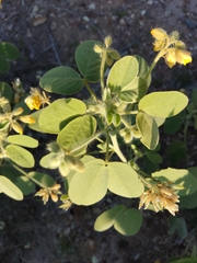Senna bauhinioides