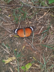 Hypolimnas misippus