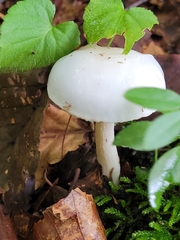 Hygrophorus eburneus