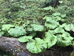 Petasites