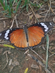 Hypolimnas misippus