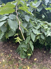 Carpinus