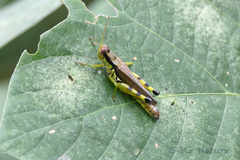 Fruhstorferiola viridifemorata