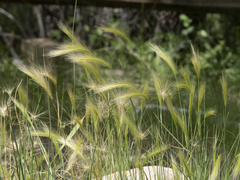 Hordeum jubatum