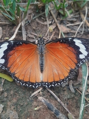 Hypolimnas misippus