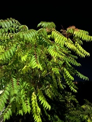 Ailanthus altissima