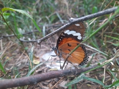 Hypolimnas misippus