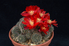 Aylostera pseudominuscula