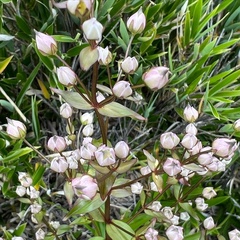 Swertia macrosperma