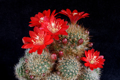 Aylostera fiebrigii
