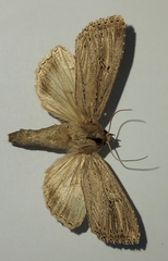 Nonagria typhae