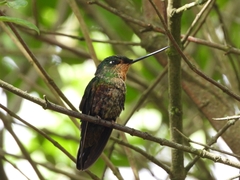 Coeligena helianthea