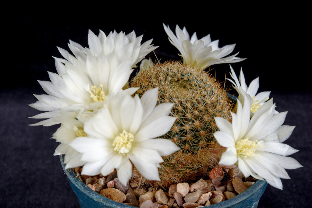 Aylostera azurduyensis