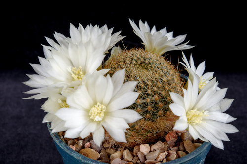 Aylostera azurduyensis