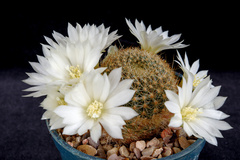 Aylostera azurduyensis